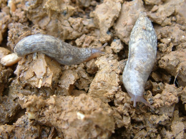 Grey field slugs. Copyright ADAS.